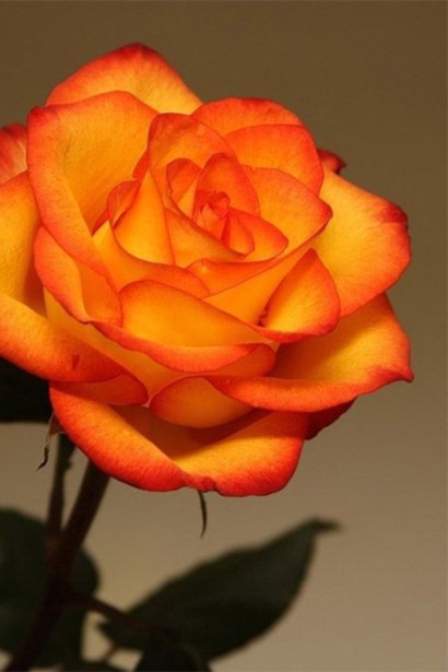 Троянда чайно-гібридна ’Сонечко’|Hybrid tea rose ’Sonechko’|Роза чайно-гибридная ’Солнышко’